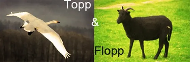 Svanar och svarta får