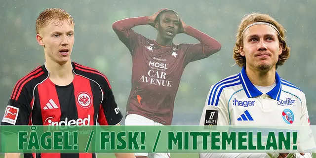 Fågel, fisk eller mittemellan: Svenskarna i Bundesliga och Ligue 1