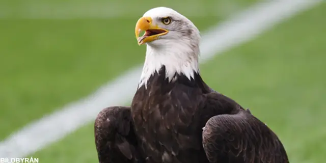 Inför Crystal Palace - Hull City