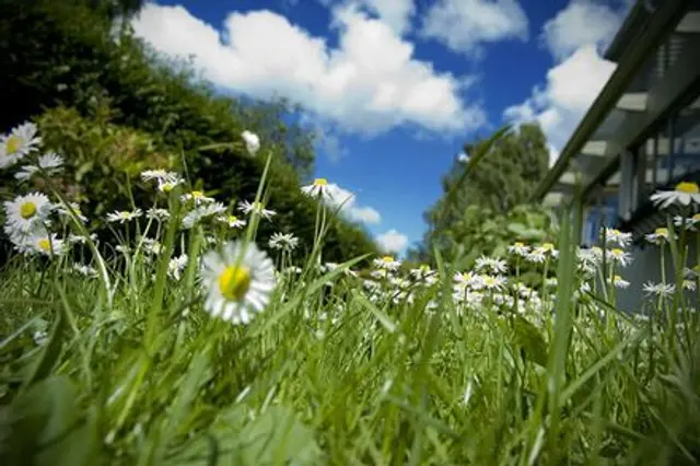 Sommarveteranerna